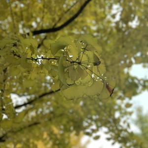 在线播放妃光莉妃ひかり
